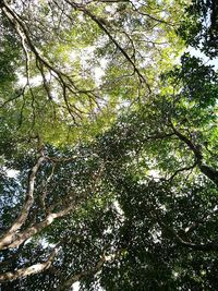 Low angle view of trees against the sky