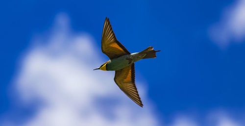 Low angle view of bird flying