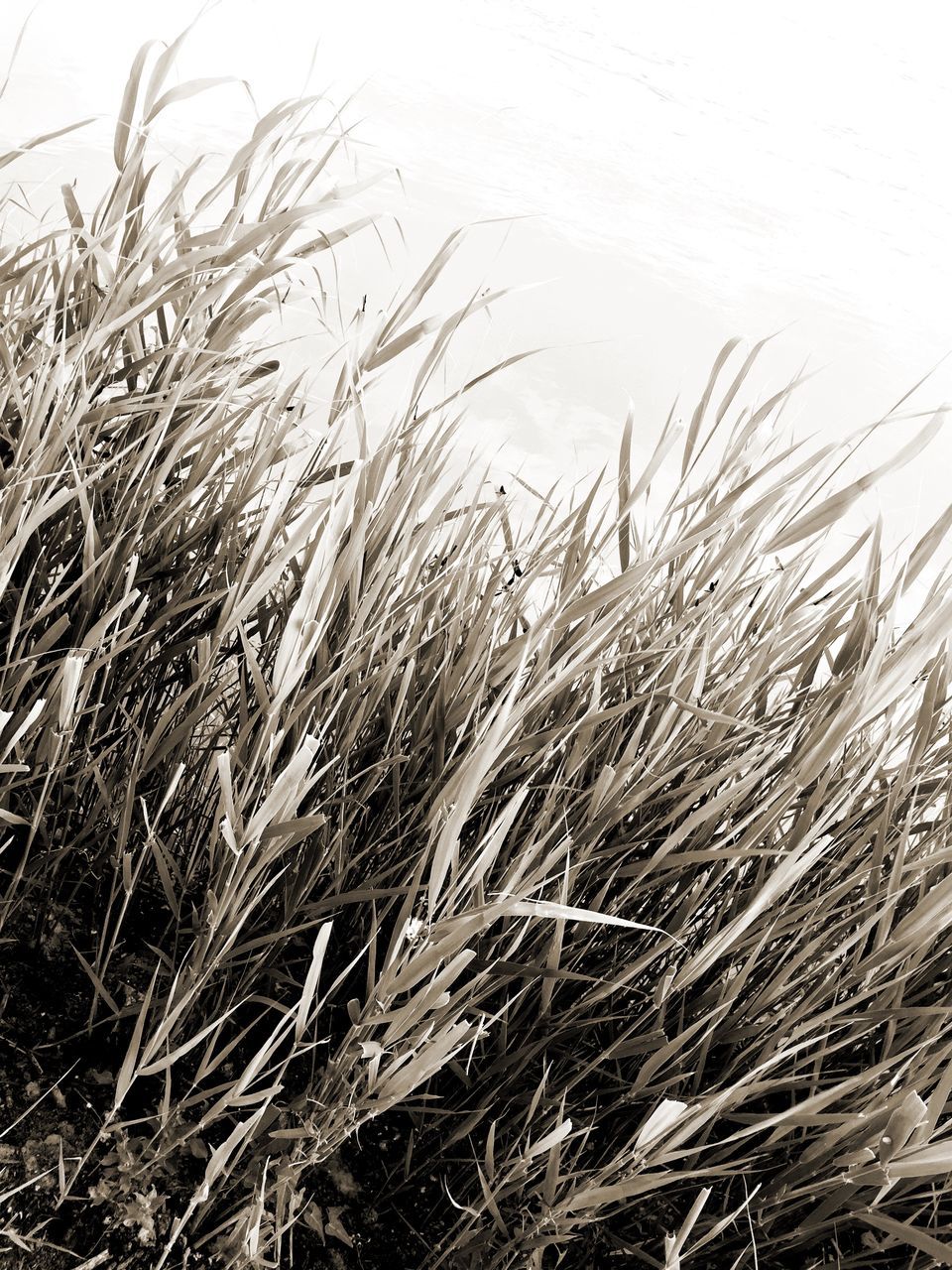 growth, grass, plant, nature, tranquility, field, dry, bare tree, reed - grass family, beauty in nature, day, growing, close-up, outdoors, no people, tranquil scene, branch, rural scene, sky, agriculture