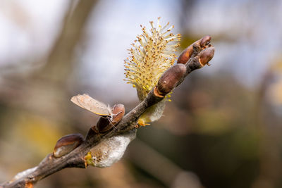 Close-up of dried plant on branch