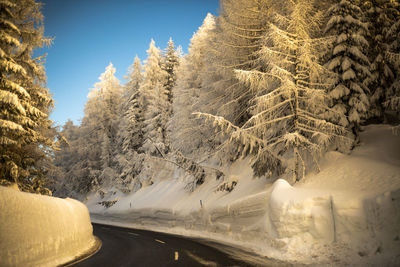 Snow covered road by trees against sky