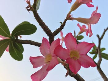 Low angle view of pink flowers blooming on tree against sky