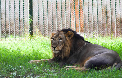 Portrait of lion relaxing on grass