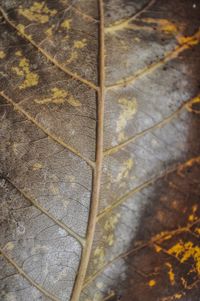 High angle view of dry leaf on footpath