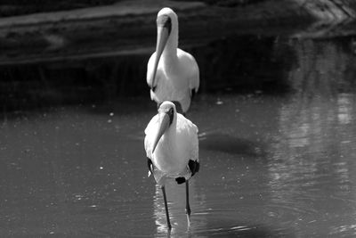 White ibis birds in lake