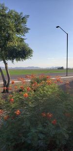 Scenic view of street amidst field against clear sky