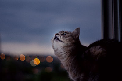 Close-up of a cat looking at window