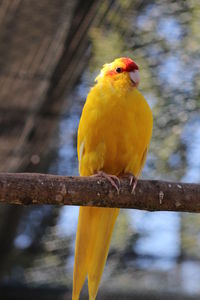 Close-up of parrot perching on branch