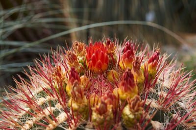 Close-up of red flowering plants