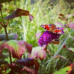 Close-up of butterfly on flower