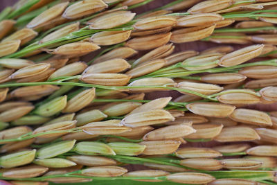 Full frame shot of onions