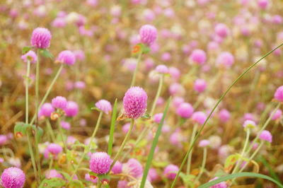 Close-up of pink flowering plants on field