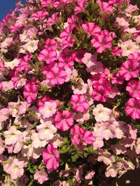 Pink flowers blooming outdoors