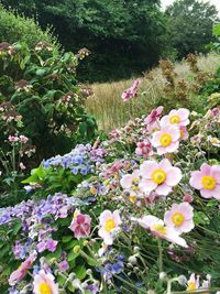 Flowers blooming in park