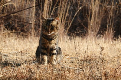 Portrait of a cat on land