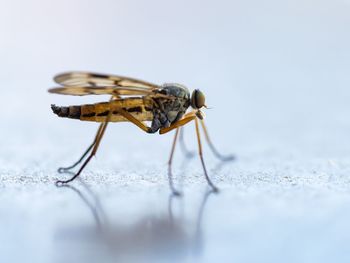 Close-up of fly on the surface