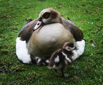 Close-up of duck relaxing on grass