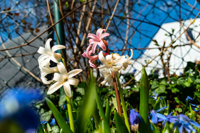 Close-up of white flowering plant