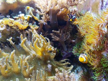 Close-up of coral in sea