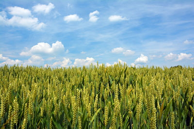 Scenic view of oilseed rape field against sky