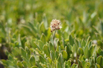 Close-up of dandelion flower on field