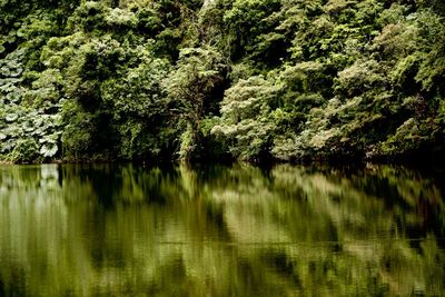 Scenic view of lake by trees in forest