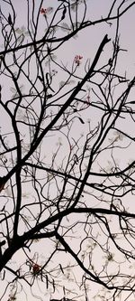 Low angle view of silhouette bare tree