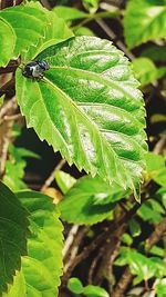 High angle view of insect on leaf