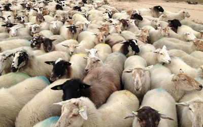 Flock of sheep