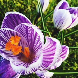 Close-up of purple crocus blooming outdoors