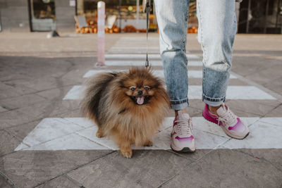 Dog with woman crossing crosswalk on street