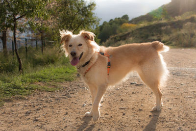 Dog running on field