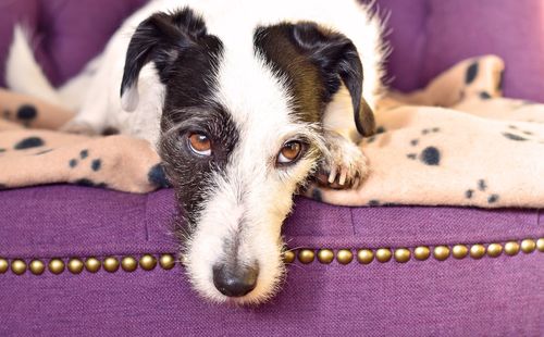 Close-up of jack russell terrier relaxing at home