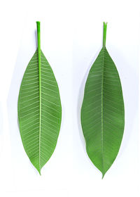 Close-up of green leaves against white background