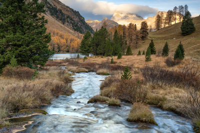 Scenic view of river amidst trees