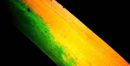 Close-up of wet leaf against black background