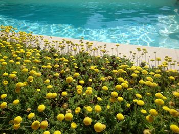 High angle view of yellow flowering plants by swimming pool