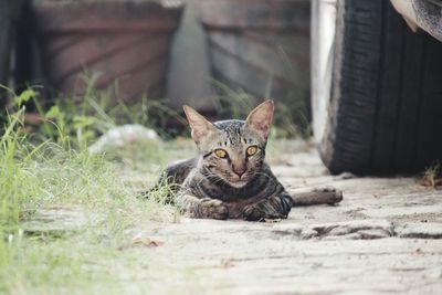 Portrait of cat sitting outdoors