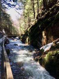 River flowing amidst trees in forest against sky