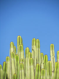 Low angle view of cactus against clear blue sky