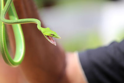 Cropped hand of man with green snake