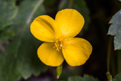 Close-up of yellow flower blooming outdoors