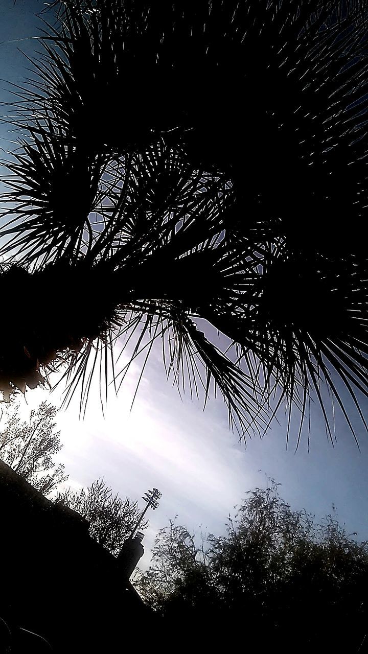 silhouette, night, low angle view, tree, sky, illuminated, branch, dark, nature, growth, tranquility, dusk, outdoors, beauty in nature, scenics, bare tree, no people, palm tree, built structure, moon