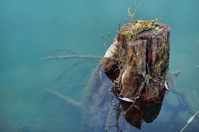 Close-up of turtle in water