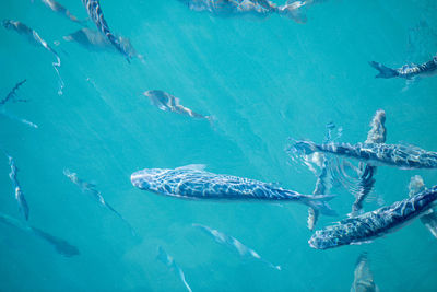 Fish swimming in sea