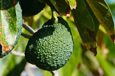 Close-up of fruit growing on tree