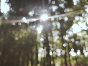 Low angle view of sunlight streaming through trees