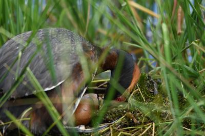 Close-up of mushroom on field