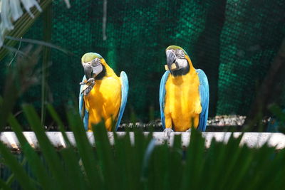 Two birds perching in cage