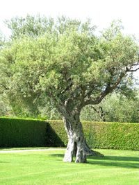 Trees on grassy field